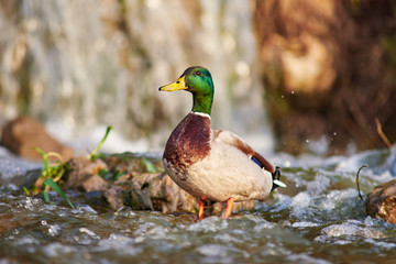 Fototapeta premium duck bathes in a pond