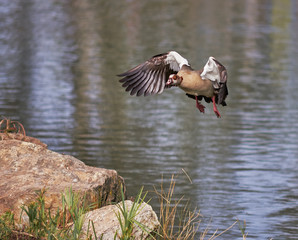 duck bathes in a pond