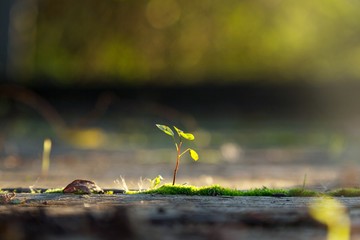 Small plant in the sunlight