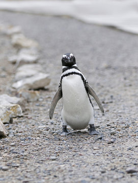 Magellanic Penguin / Patagonia Penguin walking on a path
