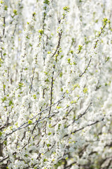 blooming orchard