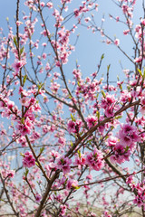 detail of blossom peach tree