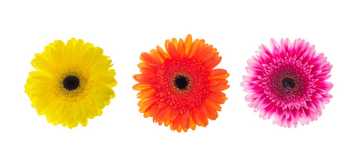 Set of gerbera flowers isolated on white