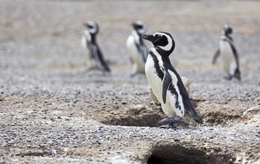 Obraz premium Magellanic Penguins / Patagonia Penguins walking towards the sea near nests