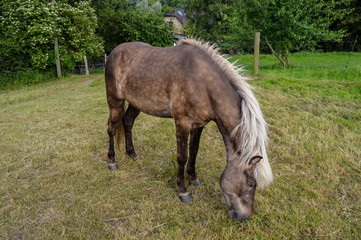 Isländer