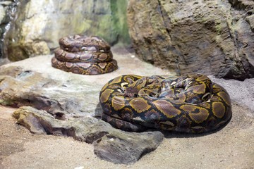 Close up of the bright, big snake