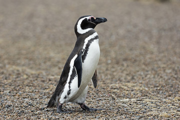 Magellan-Pinguin / Patagonia-Pinguin, der am Strand spazieren geht