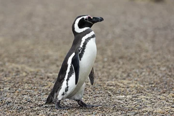 Door stickers Penguin Magellanic Penguin / Patagonia Penguin walking on the beach