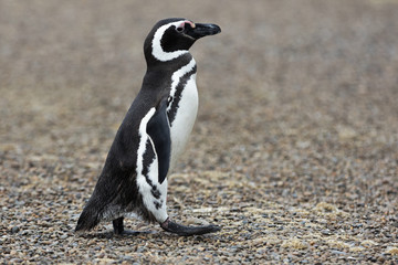 Magellanic Penguin / Patagonia Penguin walking on the beach
