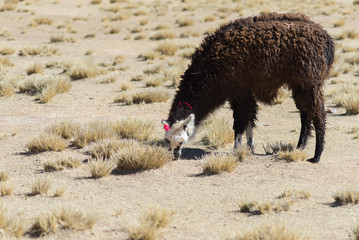 One single llama on the Andean highland in Bolivia