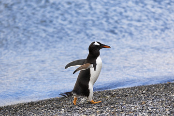 Magellanic Penguin / Patagonia Penguin walking out of the sea