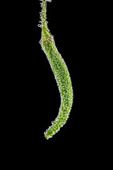 Chili pepper covered with bubbles. Abstract