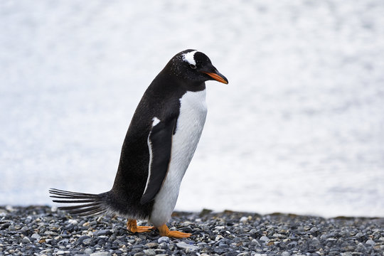 Magellanic Penguin / Patagonia Penguin walking near the sea
