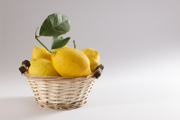 Basket of fresh picked lemons with green leaves