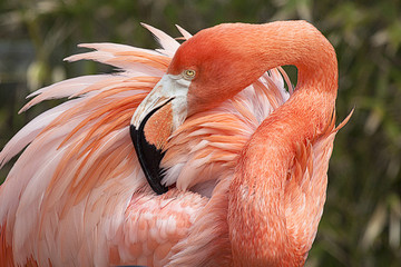 Flamenco rosado posando