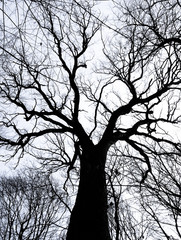 tree silhouette
