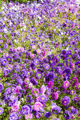 Naklejka premium flowerbed of asters