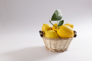 Basket of fresh picked lemons
