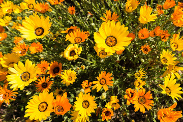 California Yellow and Orange Wildflowers