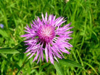 Flower of a cornflower meadow