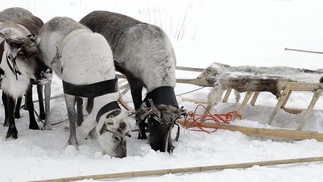 Reindeers eat snow