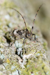 Bockkäfer (Cerambycidae) an einem Baum in Brandenburg