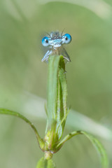 Blaue Federlibelle (Platycnemis pennipes) Männchen auf einem Grashalm