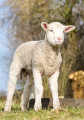Naklejka na ściany i meble Schafhaltung - niedliches Lamm auf einer Weide, Porträt