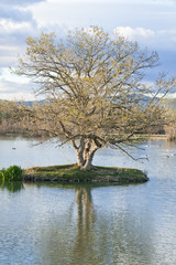 Árbol de hoja caduca sobre agua de laguna con cielo dramático