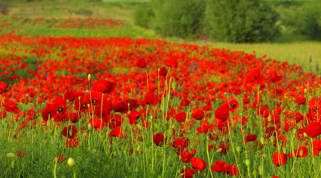 Field of poppies © Željko Radojko