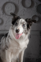 Border collie dog