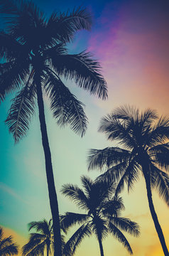 Retro Sunset Palm Trees