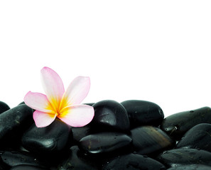 Fototapeta na wymiar Horizontal zen stones and frangipani flower with white background