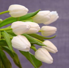 White tulip bouquet  isolated .