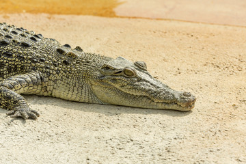 Fototapeta premium Alligator basking in the sun in the Florida Everglades
