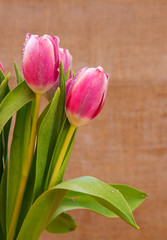  Pink tulips background.