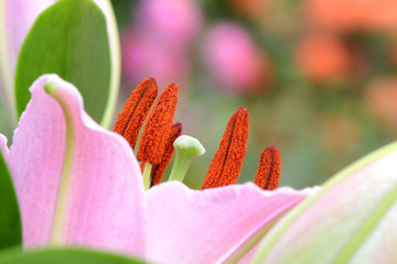 Blumen 557 © K.-U. Häßler