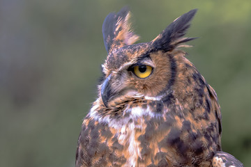 Great Horned Owl looking to the left