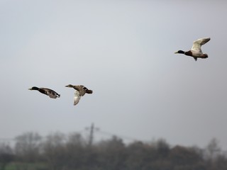 Three wild ducks in flight.