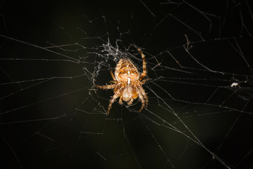 A dorsal view of a female Garden Spider, Araneus diadematus, lit up against a dark background