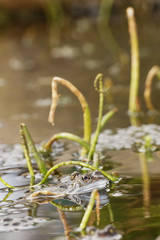 Moor Frog, Rana arvalis
