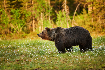 Brown bear in the forest