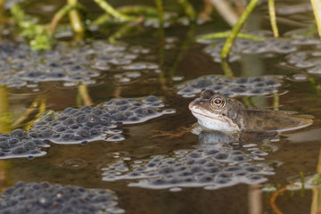 Moor Frog, Rana arvalis