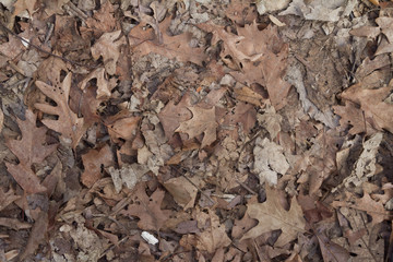 leaves background
