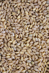 healthy hulled pearl barley loose