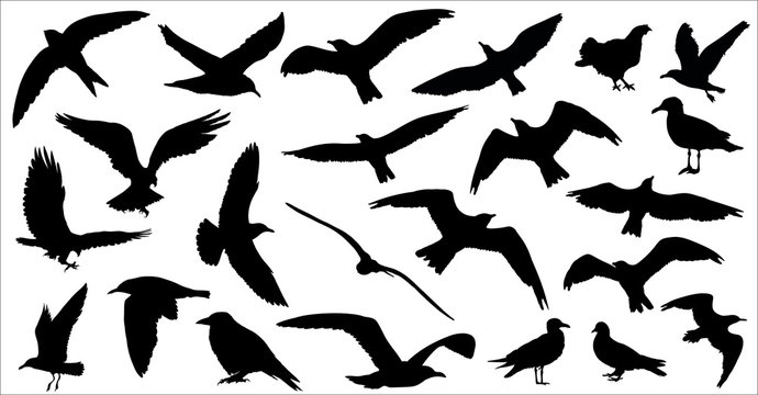 Set of birds silhouettes 23 in 1 on white background. Vector illustration