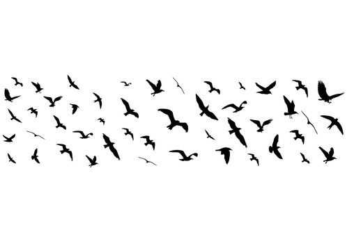 Flying birds silhouettes on white background. Vector illustration