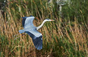 Grey heron in flight