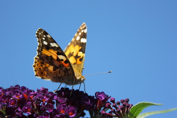 Schmetterling, Kleiner Fuchs auf Sommerfliederblüte