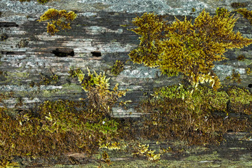 Obraz na płótnie Canvas Moss on Tree Bark.Tree moss as a background texture.
